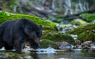 Black Bear Safety in the Great Smoky Mountains